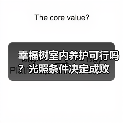 幸福树室内养护可行吗?光照条件决定成败(图2) 幸福树室内养护可行吗?光照条件决定成败(图2)
