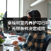 幸福树室内养护可行吗？光照条件决定成败