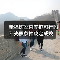幸福树室内养护可行吗?光照条件决定成败(图4) 幸福树室内养护可行吗?光照条件决定成败(图4)
