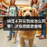碗莲不开花到底怎么回事?这些原因要重视(图2) 碗莲不开花到底怎么回事?这些原因要重视(图2)