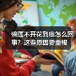 碗莲不开花到底怎么回事?这些原因要重视(图1) 碗莲不开花到底怎么回事?这些原因要重视(图1)