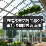 碗莲不开花到底怎么回事?这些原因要重视(图3) 碗莲不开花到底怎么回事?这些原因要重视(图3)
