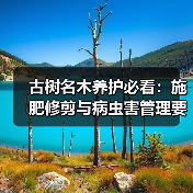 古树名木养护必看:施肥修剪与病虫害管理要点(图2) 古树名木养护必看:施肥修剪与病虫害管理要点(图2)
