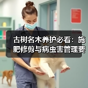 古树名木养护必看:施肥修剪与病虫害管理要点(图3) 古树名木养护必看:施肥修剪与病虫害管理要点(图3)