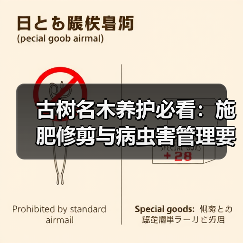 古树名木养护必看:施肥修剪与病虫害管理要点(图4) 古树名木养护必看:施肥修剪与病虫害管理要点(图4)