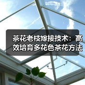 茶花老枝嫁接技术：高效培育多花色茶花方法解析（图1）