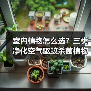 室内植物怎么选？三类净化空气驱蚊杀菌植物
