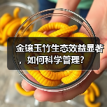 金镶玉竹生态效益显著，如何科学管理？