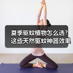 夏季驱蚊植物怎么选?这些天然驱蚊神器效果超棒(图3) 夏季驱蚊植物怎么选?这些天然驱蚊神器效果超棒(图3)