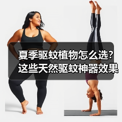 夏季驱蚊植物怎么选?这些天然驱蚊神器效果超棒(图4) 夏季驱蚊植物怎么选?这些天然驱蚊神器效果超棒(图4)