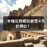 木槿花有哪些意想不到的用处？（图3）