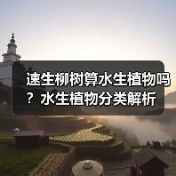 速生柳树算水生植物吗？水生植物分类解析