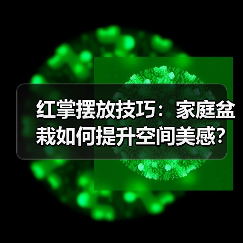 红掌摆放技巧:家庭盆栽如何提升空间美感?(图2) 红掌摆放技巧:家庭盆栽如何提升空间美感?(图2)