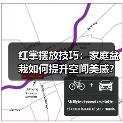 红掌摆放技巧:家庭盆栽如何提升空间美感?(图4) 红掌摆放技巧:家庭盆栽如何提升空间美感?(图4)