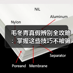 毛冬青真假辨别全攻略：掌握这些技巧不被骗