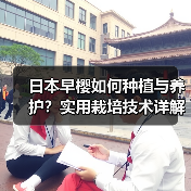 日本早樱如何种植与养护?实用栽培技术详解(图2) 日本早樱如何种植与养护?实用栽培技术详解(图2)