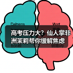 高考压力大？仙人掌非洲茉莉帮你缓解焦虑