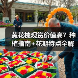 黄花槐观赏价值高？种植指南+花期特点全解析（图4）