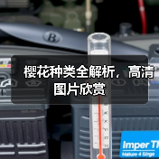 樱花种类全解析，高清图片欣赏