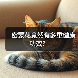 密蒙花竟然有多重健康功效?(图4) 密蒙花竟然有多重健康功效?(图4)