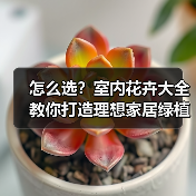 怎么选？室内花卉大全教你打造理想家居绿植环境