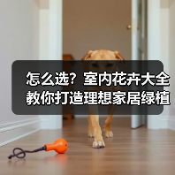 怎么选?室内花卉大全教你打造理想家居绿植环境(图3) 怎么选?室内花卉大全教你打造理想家居绿植环境(图3)