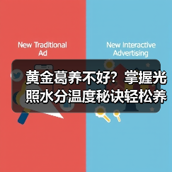 黄金葛养不好？掌握光照水分温度秘诀轻松养出好状态