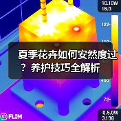 夏季花卉如何安然度过？养护技巧全解析