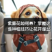 紫藤花如何养？掌握这些种植技巧让花开爆盆（图4）