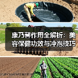 康乃馨作用全解析：美容保健功效与冲泡技巧