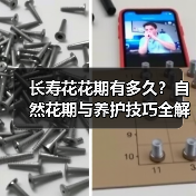 长寿花花期有多久?自然花期与养护技巧全解析(图4) 长寿花花期有多久?自然花期与养护技巧全解析(图4)