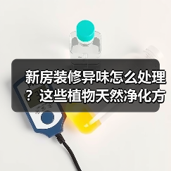 新房装修异味怎么处理?这些植物天然净化方法推荐(图2) 新房装修异味怎么处理?这些植物天然净化方法推荐(图2)