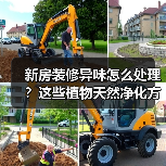新房装修异味怎么处理？这些植物天然净化方法推荐