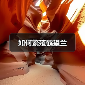 如何繁殖鹤望兰(图4) 如何繁殖鹤望兰(图4)