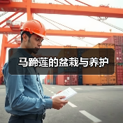 马蹄莲的盆栽与养护