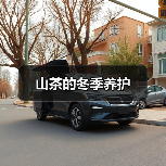 山茶的冬季养护