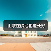 山茶在碱地也能长好(图4) 山茶在碱地也能长好(图4)