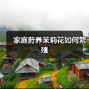 家庭莳养茉莉花如何繁殖(图2) 家庭莳养茉莉花如何繁殖(图2)