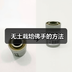 无土栽培佛手的方法