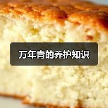 万年青的养护知识
