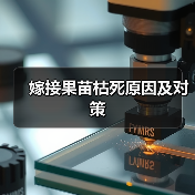 嫁接果苗枯死原因及对策