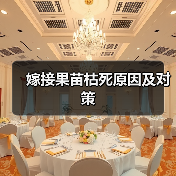 嫁接果苗枯死原因及对策（图2）
