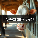 马蹄莲的盆栽与养护(图4) 马蹄莲的盆栽与养护(图4)