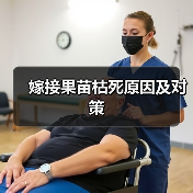 嫁接果苗枯死原因及对策（图4）