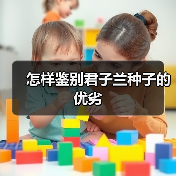 怎样鉴别君子兰种子的优劣