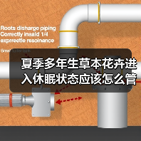 夏季多年生草本花卉进入休眠状态应该怎么管理（图2）