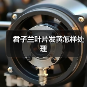 君子兰叶片发黄怎样处理