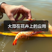 大蒜在花卉上的应用（图2）