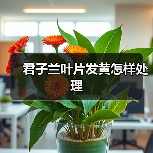 君子兰叶片发黄怎样处理（图2）
