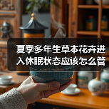 夏季多年生草本花卉进入休眠状态应该怎么管理（图4）